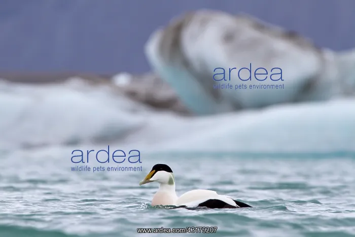 : Common Eider : Common Eider