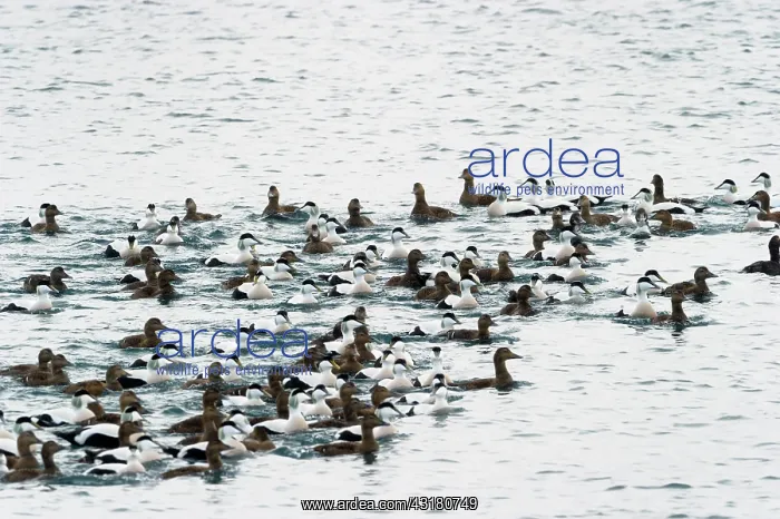  : Common Eider