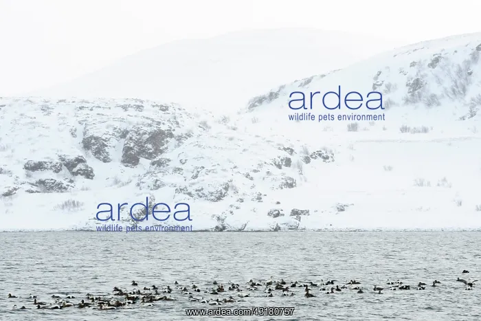 : Common Eider : Common Eider