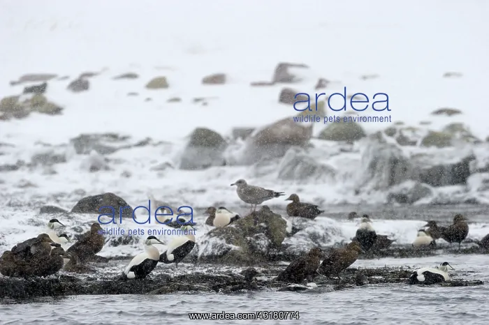 : Common Eider : Common Eider