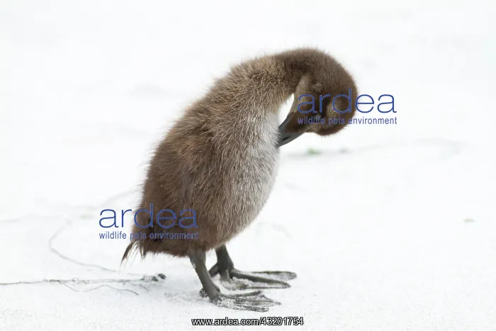  : Common Eider