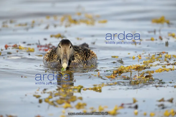 : Common Eider : Common Eider