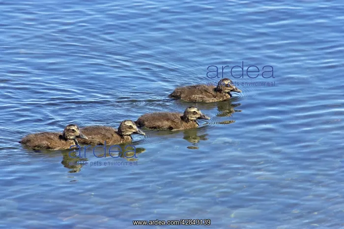 : Common Eider - chicks swimming : Common Eider - chicks swimming
