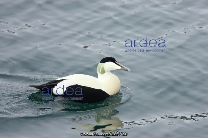 : Common Eider - drake : Common Eider - drake