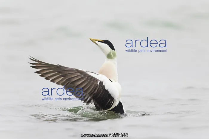 : Common Eider - drake flapapping its wings - Germany : Common Eider - drake flapapping its wings - Germany