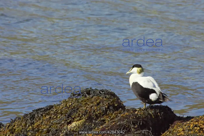 : Common Eider - Drake on seaweed : Common Eider - Drake on seaweed