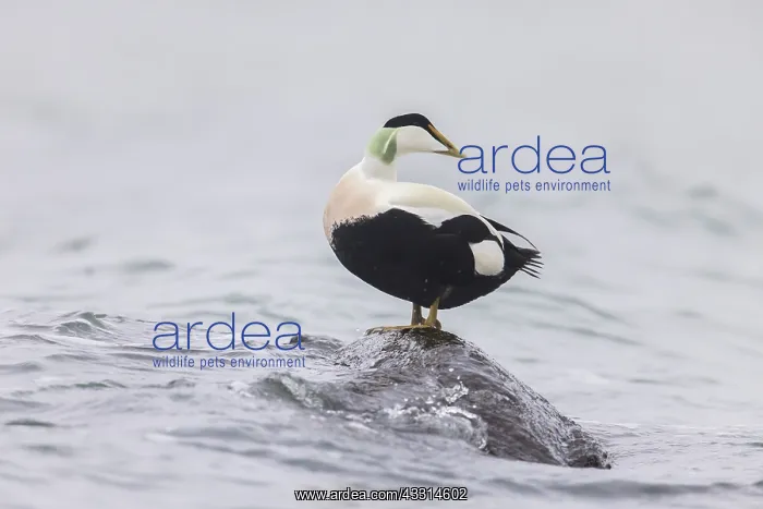 : Common Eider - drake standing on a stone - Germany : Common Eider - drake standing on a stone - Germany