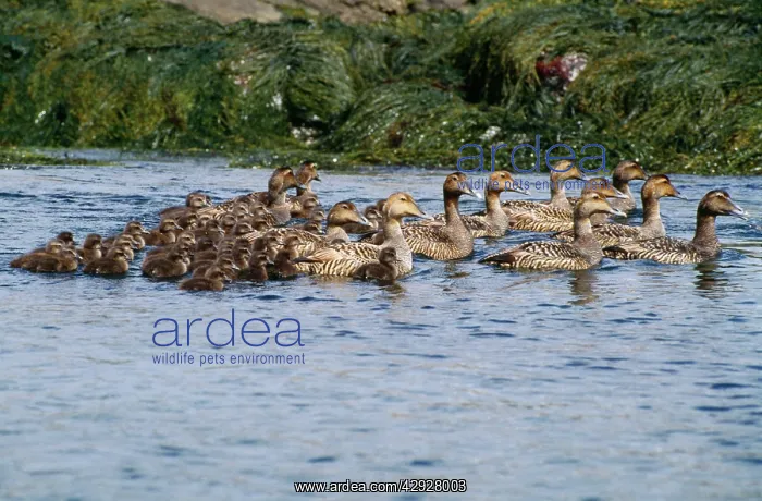: Common Eider Duck - adults with young : Common Eider Duck - adults with young