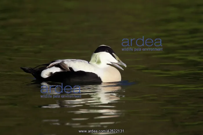 : Common Eider Duck - Drake : Common Eider Duck - Drake