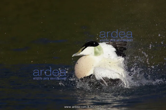 : Common Eider Duck - Drake washing : Common Eider Duck - Drake washing