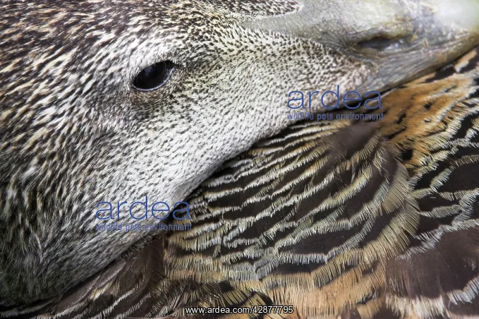 : Common Eider Duck - Female. Close-up of eye and : Common Eider Duck - Female. Close-up of eye and