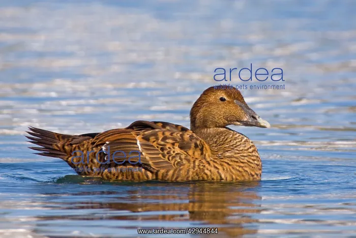 : Common Eider - Female : Common Eider - Female