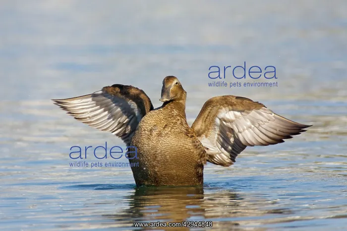 : Common Eider, - Female : Common Eider, - Female