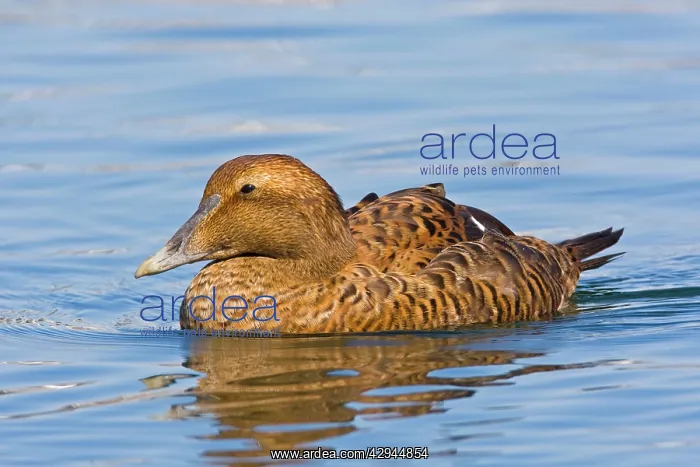 : Common Eider - Female : Common Eider - Female