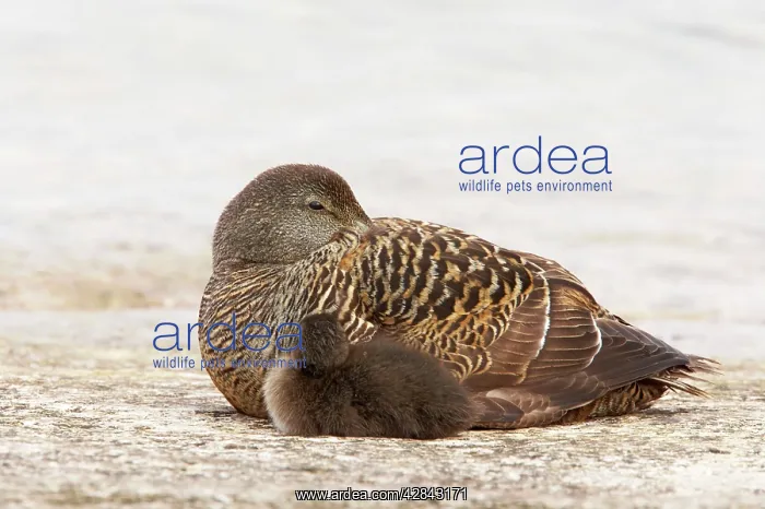 : Common Eider - female with chick : Common Eider - female with chick