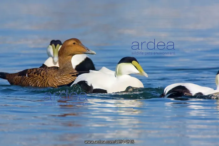 : Common Eider - Female with Males : Common Eider - Female with Males