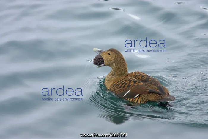 : Common Eider - female with sea urchin : Common Eider - female with sea urchin