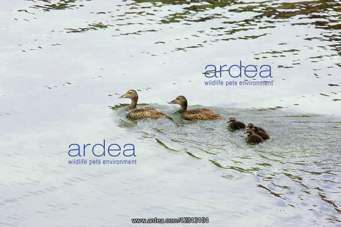 : Common Eider - females swimming with chicks : Common Eider - females swimming with chicks