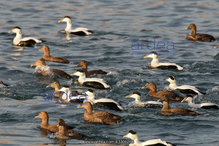 : Common Eider - flock of drakes and ducks swimming : Common Eider - flock of drakes and ducks swimming