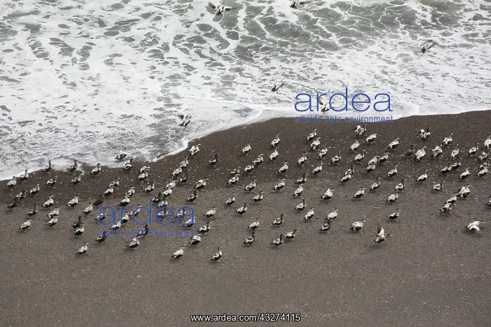 : Common Eider - flock drakes resting at the beach : Common Eider - flock drakes resting at the beach