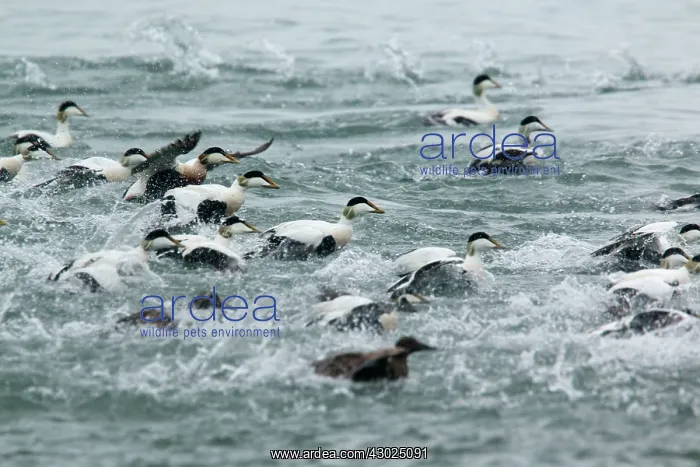  : Common Eider - flock of males about to take off from water