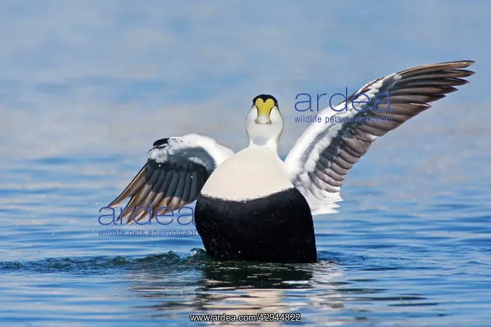 : Common Eider - Male : Common Eider - Male