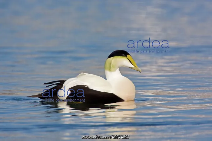 : Common Eider - Male : Common Eider - Male