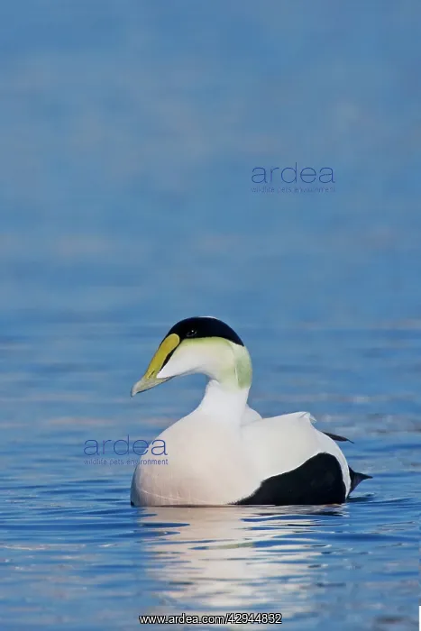 : Common Eider, - Male : Common Eider, - Male