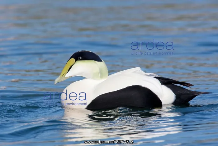 : Common Eider - Male : Common Eider - Male