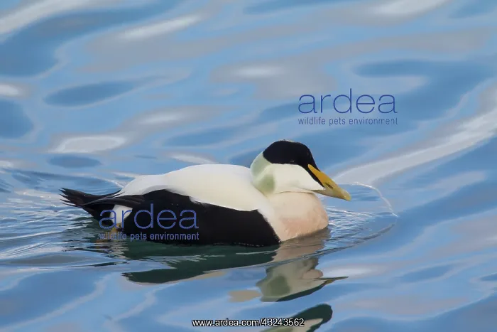 : Common Eider male in breeding plumage Iceland : Common Eider male in breeding plumage Iceland