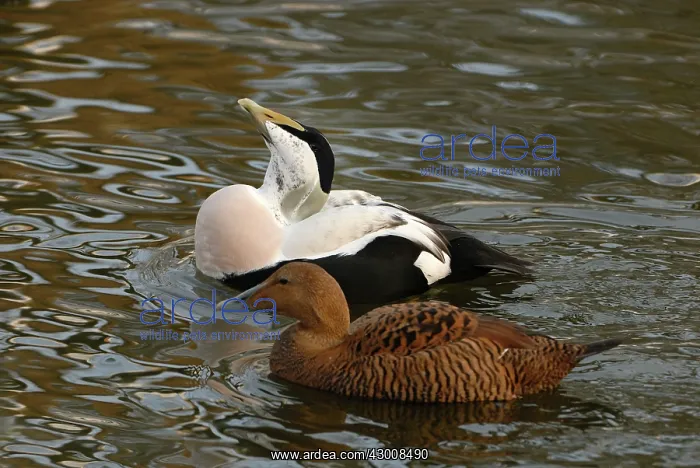 : Common Eider male and female : Common Eider male and female