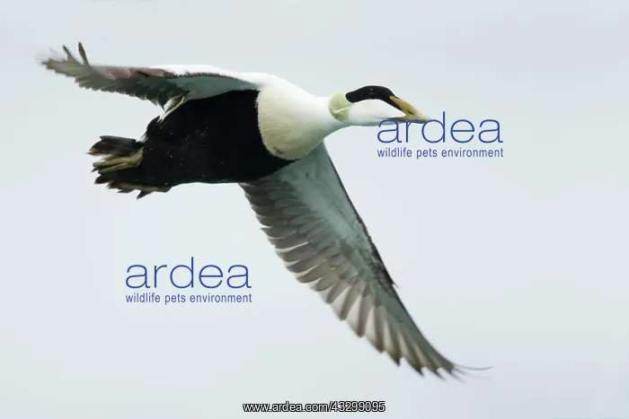 : Common Eider - male in flight : Common Eider - male in flight