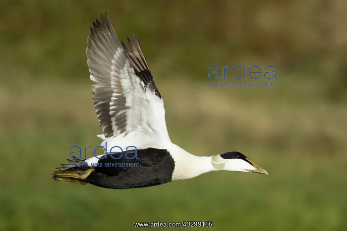 : Common Eider - male in flight : Common Eider - male in flight