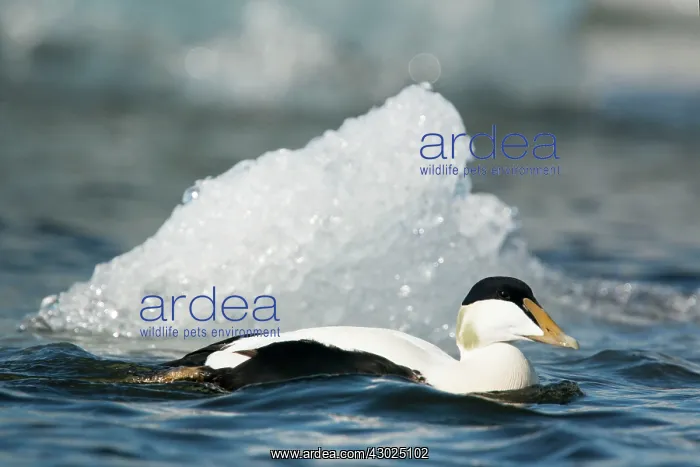 : Common Eider - male with iceberg : Common Eider - male with iceberg