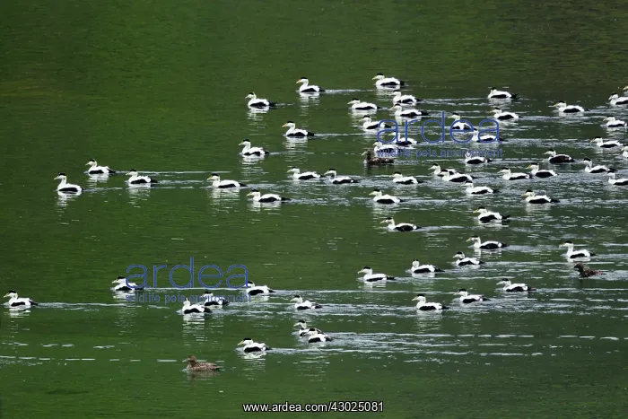 : Common Eider - post breeding flock of males in fjord : Common Eider - post breeding flock of males in fjord