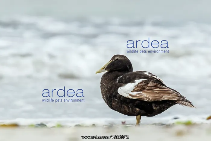 : Common Eider - on sea shore - Dune Island, Heligoland : Common Eider - on sea shore - Dune Island, Heligoland