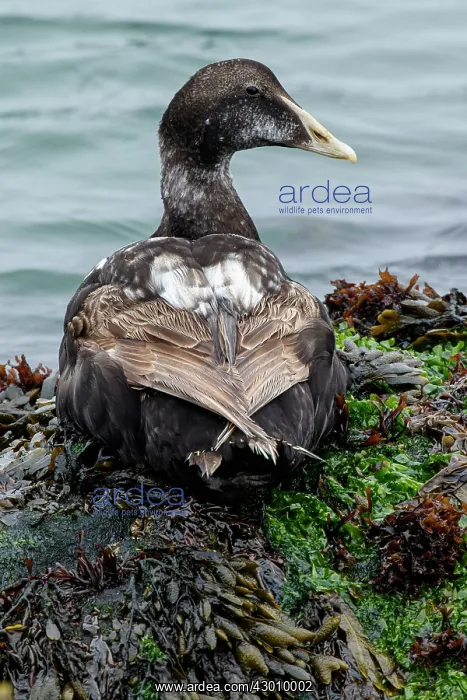 : Common Eider - on sea shore - Dune Island, Heligoland : Common Eider - on sea shore - Dune Island, Heligoland