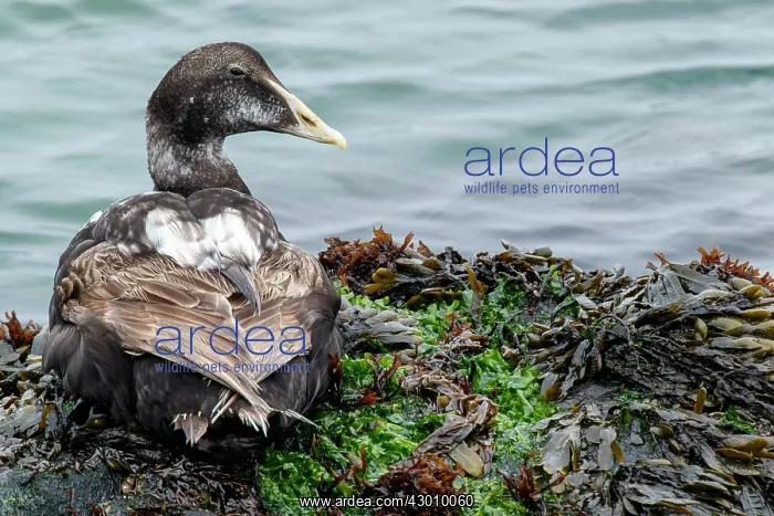 : Common Eider - on sea shore - Dune Island, Heligoland : Common Eider - on sea shore - Dune Island, Heligoland
