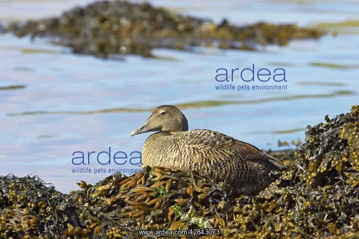 : Common Eider - on seaweed : Common Eider - on seaweed