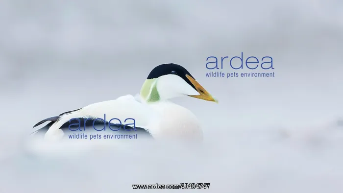 : Common Eider (Somateria mollissima) Common Scoter : Common Eider (Somateria mollissima) Common Scoter