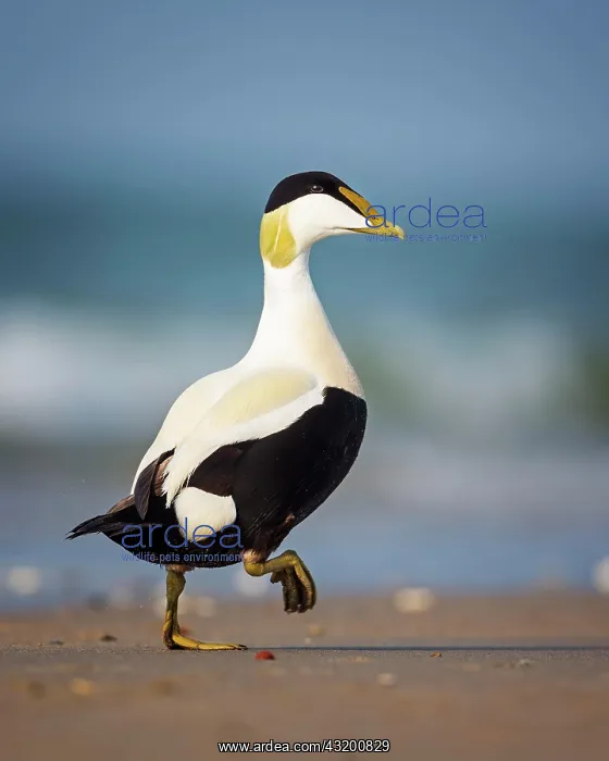 : Common eider (Somateria mollissima) Drake on the : Common eider (Somateria mollissima) Drake on the