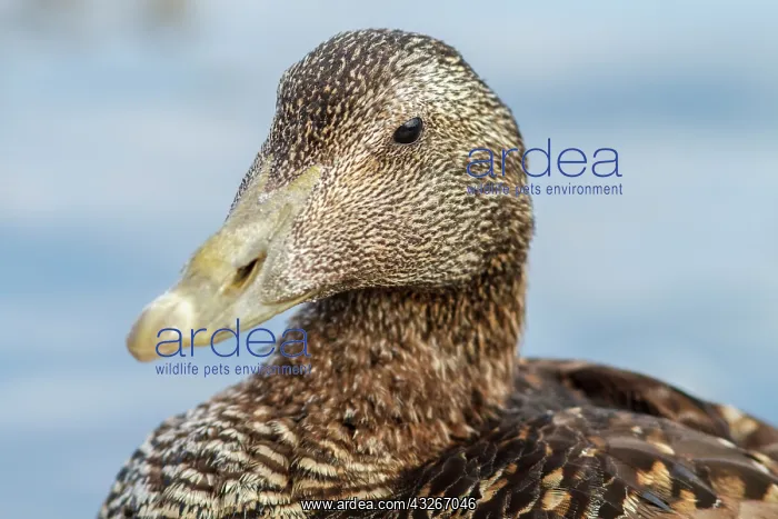 : Common Eider (Somateria mollissima) - female portrait : Common Eider (Somateria mollissima) - female portrait