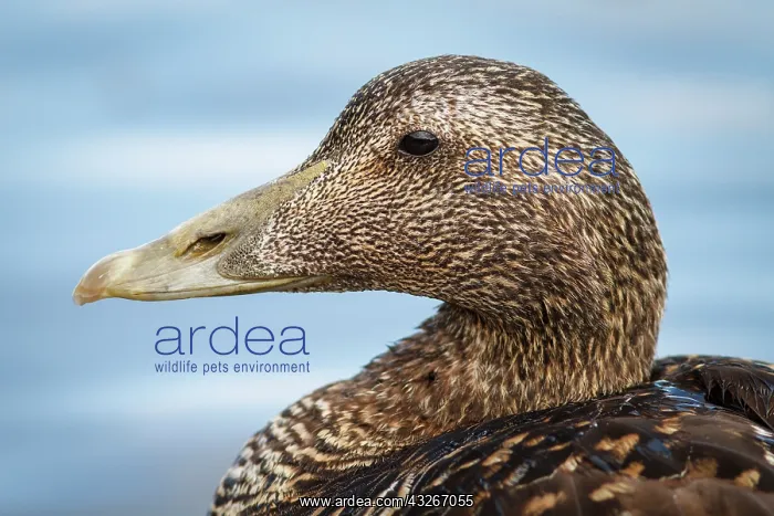 : Common Eider (Somateria mollissima) - female portrait : Common Eider (Somateria mollissima) - female portrait