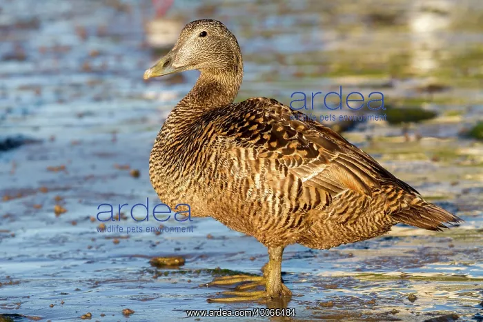 : Common Eider (Somateria mollissima) female on shore : Common Eider (Somateria mollissima) female on shore