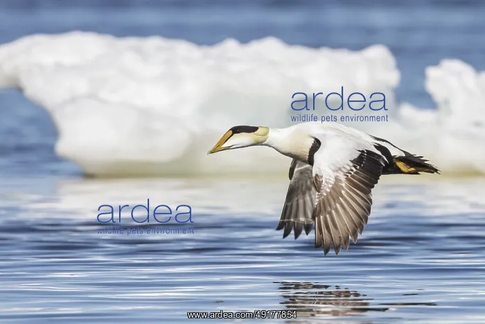 : Common Eider (Somateria mollissima) flying over the Hudson's Bay in Churchill : Common Eider (Somateria mollissima) flying over the Hudson's Bay in Churchill