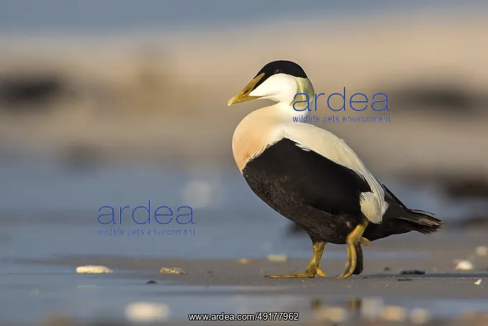 : Common Eider (Somateria mollissima) male : Common Eider (Somateria mollissima) male