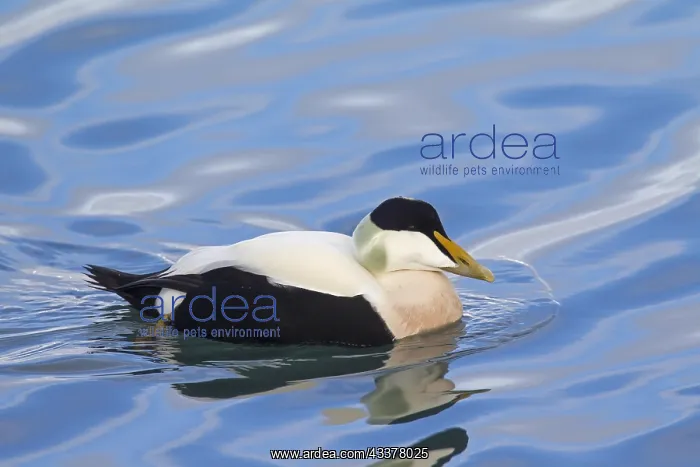 : Common eider (Somateria mollissima) male in breeding : Common eider (Somateria mollissima) male in breeding