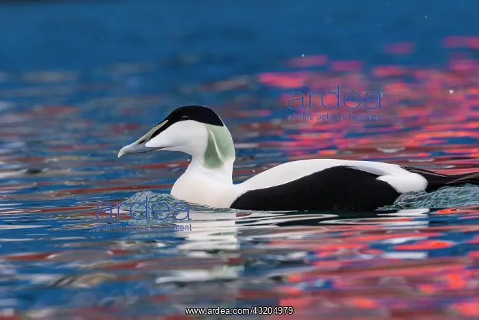 : Common eider (Somateria mollissima), male, Harbour : Common eider (Somateria mollissima), male, Harbour