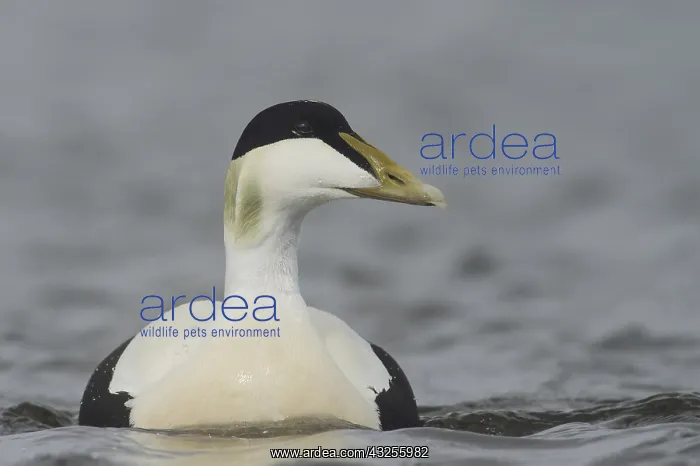 : Common Eider (Somateria mollissima) male swim c : Common Eider (Somateria mollissima) male swim c