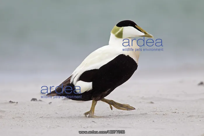 : Common Eider (Somateria mollissima) male walking : Common Eider (Somateria mollissima) male walking